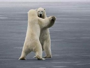 So easy a polar bear can do it.