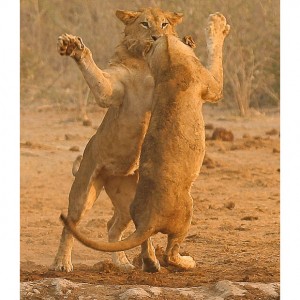 Look at a lion's feet to determine if he's asking you to dance or trying to nom on you.